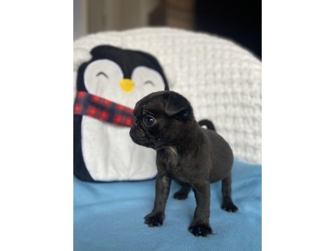 Yavru dişi erkek pug mops