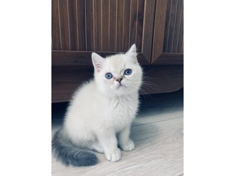 British shorthair mavi gözlü beyaz kedimizi sahiplendirme
