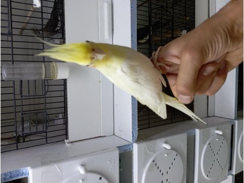 Yavru yetişkin ele alışkın sultan papağanları