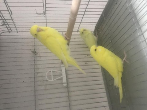 Sarı muhabbet kuşu bebişler