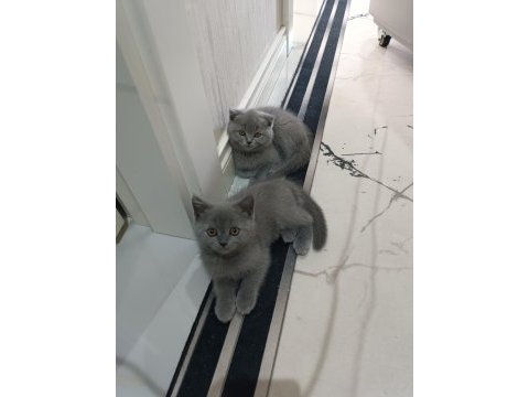 2 aylık 2 erkek 3 dişi kediler