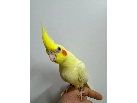 Eğitimli yavru sultan papağanları 1