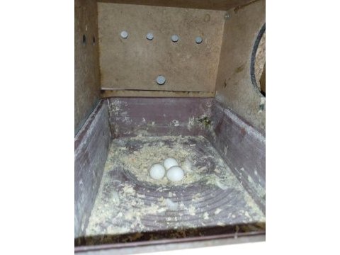 Hazır lutino takım sultan papağanı yavru alınmış yumurtalı