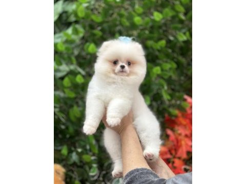 Safkan orjinal şecereli pomeranian boo