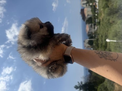Pomeranian erkek bebek