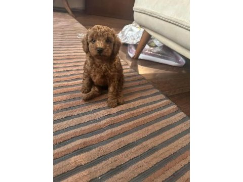 Son 2 red brown toy poodle yavrularımız