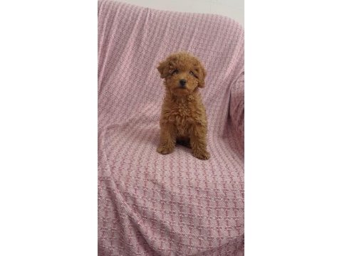 Mini minnoş toy poodle