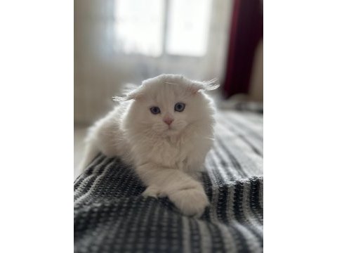 Scottish fold 2 aylık dişi kedi