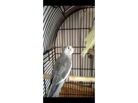 Konuşan sultan papağanı