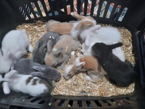 Hollanda lop tavşanımız yavrusu