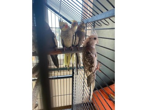 2 çift sultan papağanı anaç ve yavruları + xxl kafes