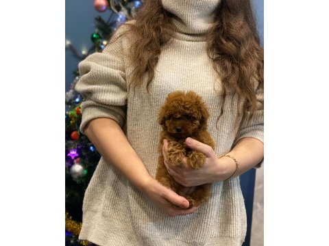 Ev doğumu toy poodle bebekler