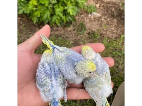 Bilezikli yavru muhabbet kuşları