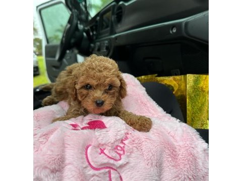 Toy poodle baby