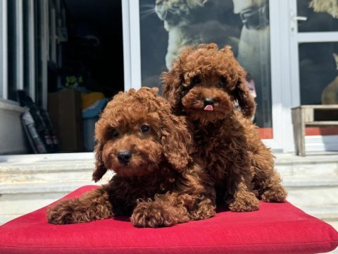 Show kalite red brown kore tea cup poodle