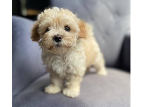 Maltipoo yavrular