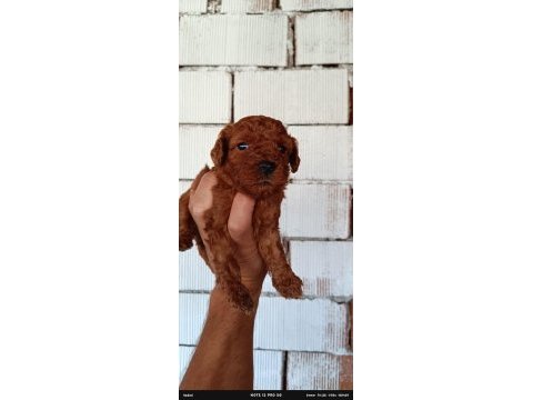 Red brown poodle