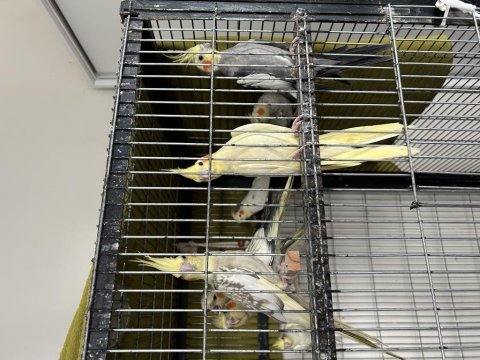 2.5 aylık sultan papağanı yavruları