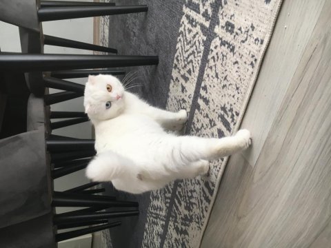 Beyaz scottish kedi giresun sahiplendirme