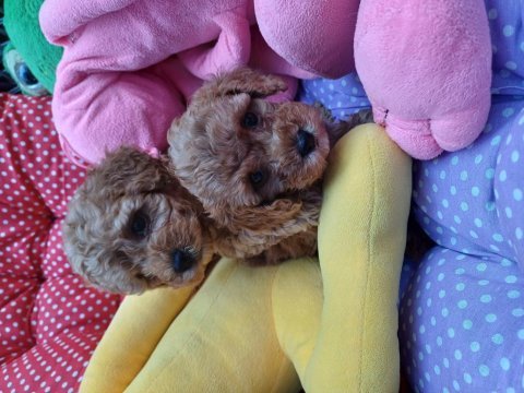 Toy poodle bebekleri