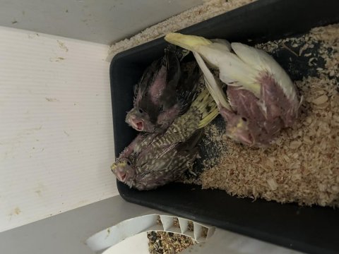 30 günlük yavru sultan papağanı