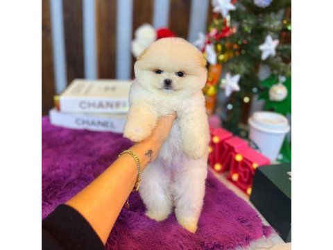 Pomeranian boo yavrularımız