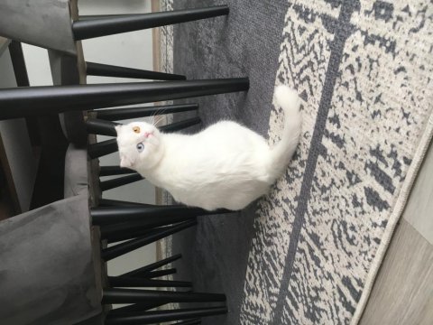 Beyaz scottish kedi giresun sahiplendirme