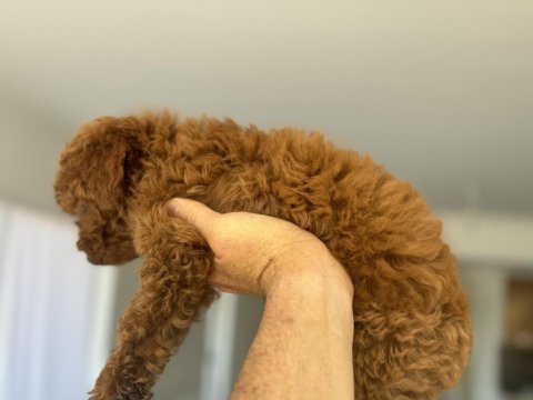 Ultra kalite red brown toy poodle yavrularımız