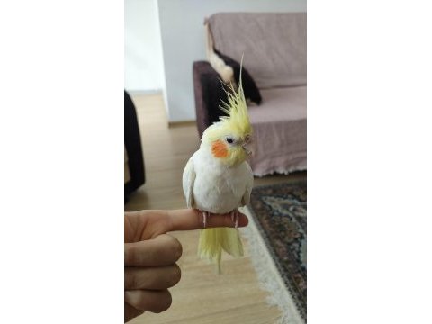 6 aylık erkek kırmızı göz lutino sultan papağanı