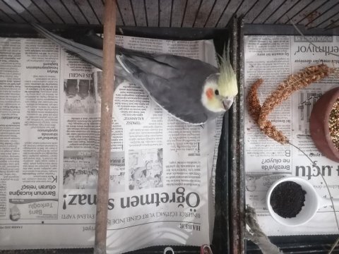 2.5 yaşında damızlık erkek sultan papağanı