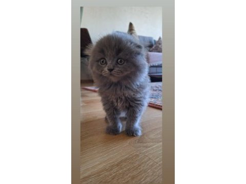 Scottish fold yavru kedimiz yeni sahibini bekliyor
