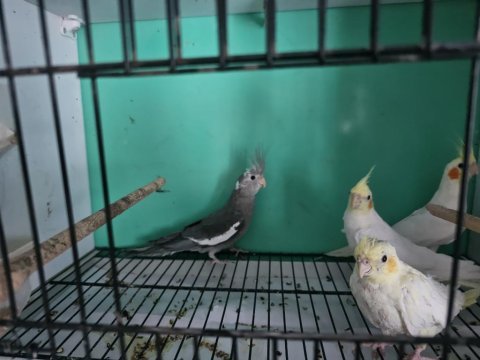 Yavru, tek ve çift sultan papağanları