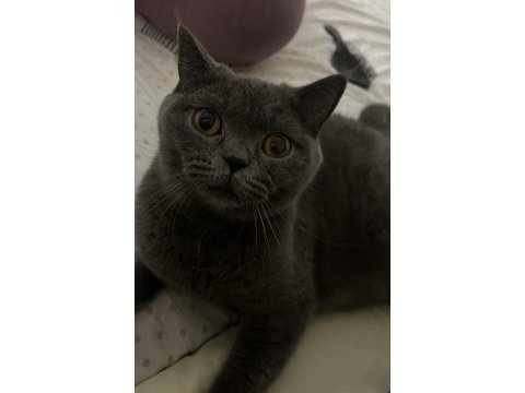 Müthiş güzellik, top surat british kediler