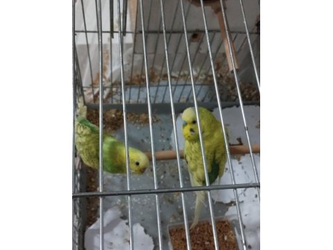 Çift muhabbet kuşu ve kuş kafesi