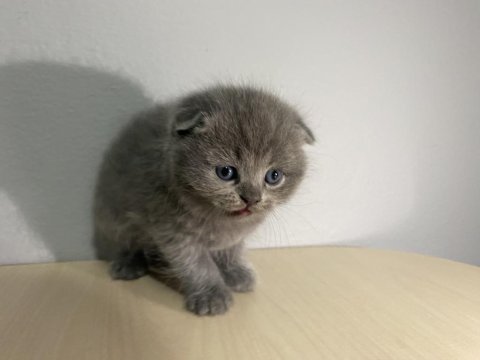 Scottish fold kül rengi yavru kedi