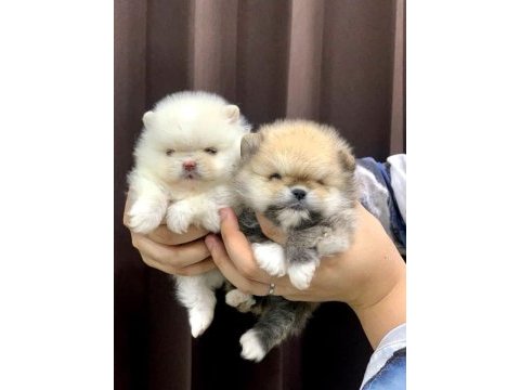 Pomeranian bebeklerimiz