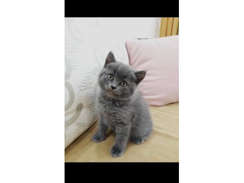 British shorthair dişiler top kafa