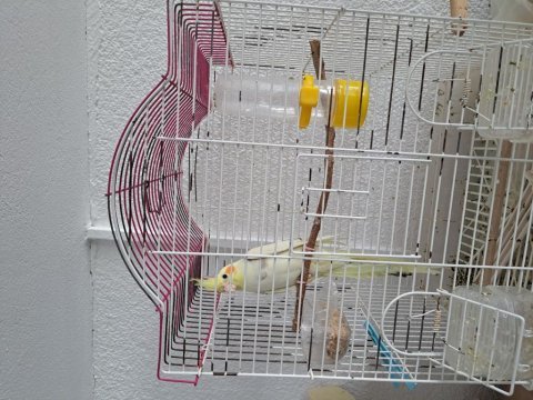 4,5 aylık erkek pied sultan papağanı