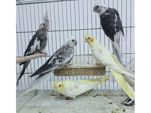 Konuşturmalık sultan papağanı bebekler