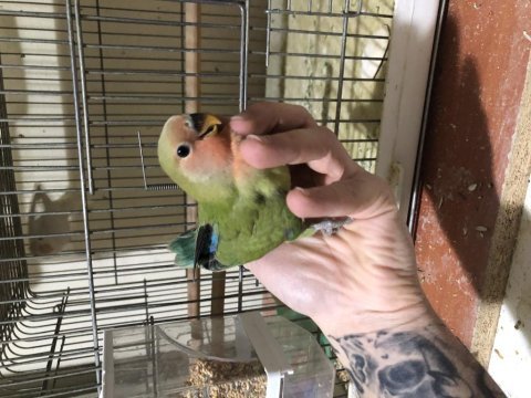 Yeme yeni düşmüş yavru sevda papağanı