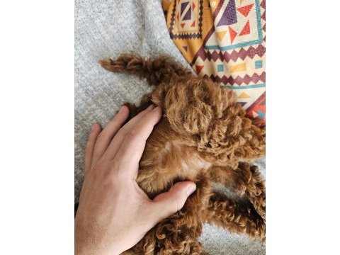Toy poodle red brown en koyu renk sakarya