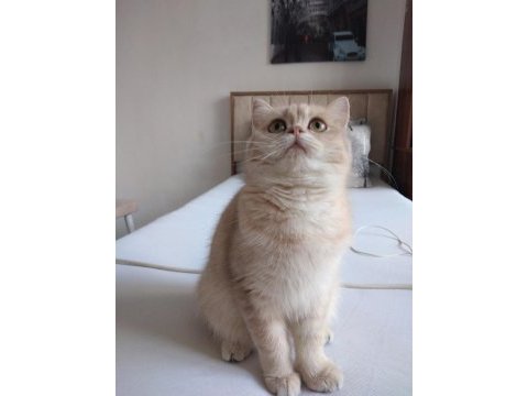 Mükemmel güzellikte hamile şecereli british kedimiz