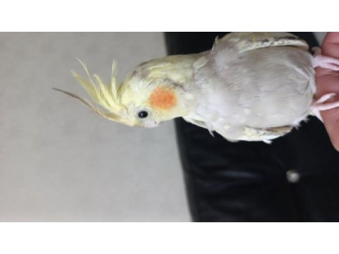 3 aylık yavru sultan papağanı