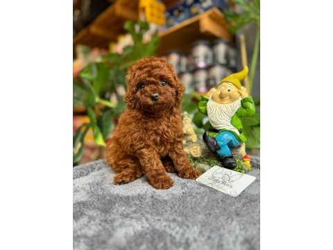 Littlepaws farkı ile teacup toy poodle bebekler