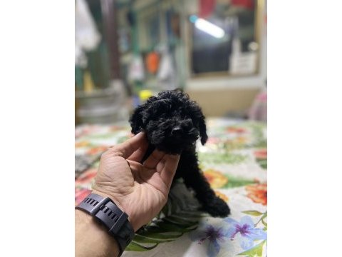 Nadir güzellikte black toy poodle yavru