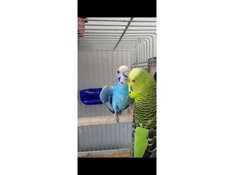 Çift muhabbet kuşları 5 yavrulu erkek olan konuşuyor