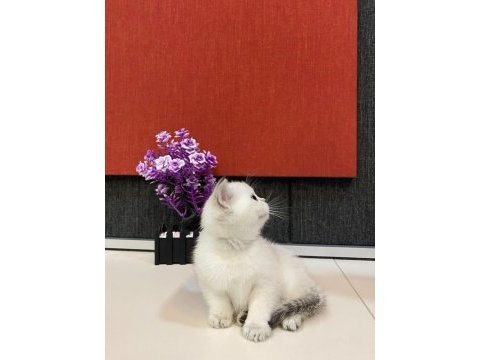 British babadan beyaz mavi gözlü yavru kediler