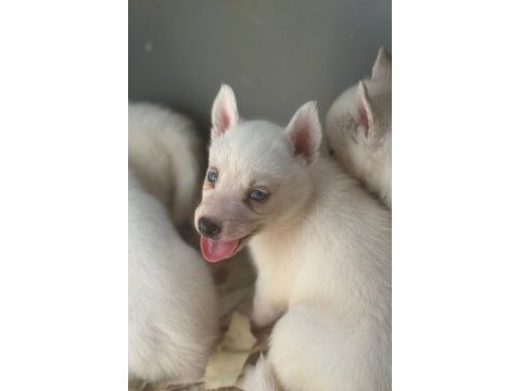 Beyazın en güzel hali sibirya kurdu husky bebekler