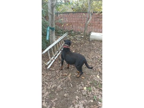 Dişi rottweiler köpeği