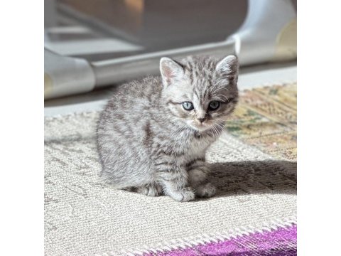 British shorthair kızımıza eş arıyoruz